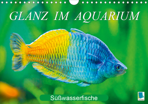 Glanz im Aquarium: Süßwasserfische (Wandkalender 2021 DIN A4 quer) von CALVENDO