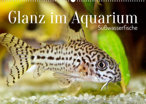 Glanz im Aquarium: Süßwasserfische (Wandkalender 2022 DIN A2 quer) von CALVENDO