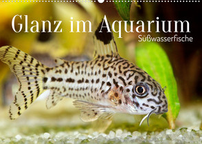 Glanz im Aquarium: Süßwasserfische (Wandkalender 2022 DIN A2 quer) von CALVENDO