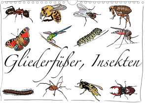 Gliederfüßer und Insekten (Wandkalender 2020 DIN A4 quer) von Conrad,  Ralf