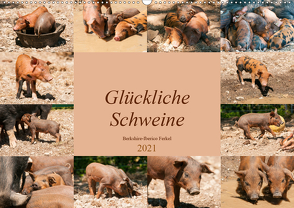 Glückliche Schweine Berkshire-Iberico Ferkel (Wandkalender 2021 DIN A2 quer) von Bölts,  Meike