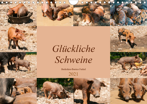 Glückliche Schweine Berkshire-Iberico Ferkel (Wandkalender 2021 DIN A4 quer) von Bölts,  Meike