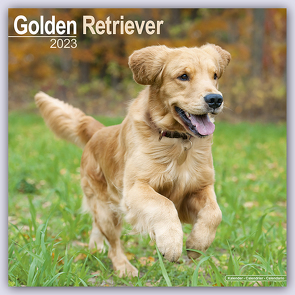 Golden Retriever 2023 – 16-Monatskalender