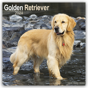 Golden Retriever 2024 – 16-Monatskalender