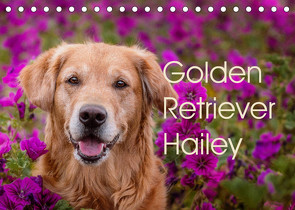 Golden Retriever Hailey Fotokalender (Tischkalender 2022 DIN A5 quer) von Hofmeister,  Daniela