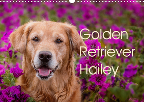 Golden Retriever Hailey Fotokalender (Wandkalender 2021 DIN A3 quer) von Hofmeister,  Daniela