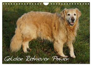 Golden Retriever Power (Wandkalender 2024 DIN A4 quer), CALVENDO Monatskalender von Kattobello,  Kattobello