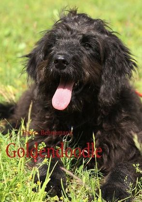 Goldendoodle von Behnemann,  Theres