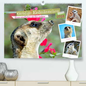 Goldige Erdmännchen (Premium, hochwertiger DIN A2 Wandkalender 2023, Kunstdruck in Hochglanz) von Kleemann,  Claudia