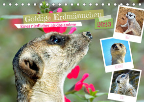 Goldige Erdmännchen (Tischkalender 2023 DIN A5 quer) von Kleemann,  Claudia