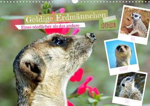 Goldige Erdmännchen (Wandkalender 2023 DIN A3 quer) von Kleemann,  Claudia