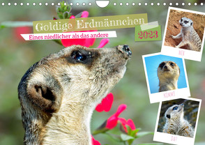 Goldige Erdmännchen (Wandkalender 2023 DIN A4 quer) von Kleemann,  Claudia