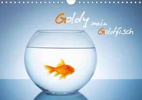 Goldy – mein Goldfisch (Wandkalender 2021 DIN A4 quer) von rclassen