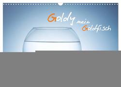 Goldy – mein Goldfisch (Wandkalender 2024 DIN A3 quer), CALVENDO Monatskalender von rclassen,  rclassen