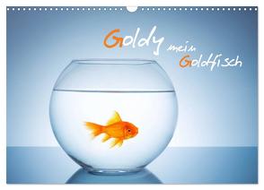 Goldy – mein Goldfisch (Wandkalender 2024 DIN A3 quer), CALVENDO Monatskalender von rclassen,  rclassen