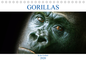 Gorillas – In der Freiheit (Tischkalender 2020 DIN A5 quer) von Robert,  Boris