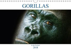 Gorillas – In der Freiheit (Wandkalender 2018 DIN A4 quer) von Robert,  Boris