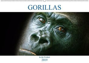 Gorillas – In der Freiheit (Wandkalender 2019 DIN A2 quer) von Robert,  Boris