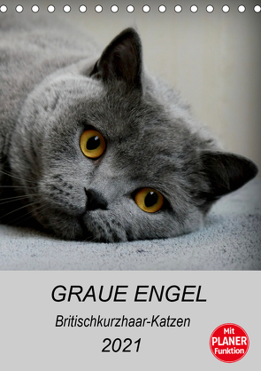 Graue Engel – Britischkurzhaar-Katzen (Tischkalender 2021 DIN A5 hoch) von Brumma / Jacky-fotos,  Jacqueline