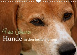 Graue Schnuten – Hunde in den besten Jahren (Wandkalender 2019 DIN A4 quer) von Grüttner,  Kerstin