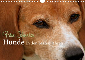 Graue Schnuten – Hunde in den besten Jahren (Wandkalender 2020 DIN A4 quer) von Grüttner,  Kerstin