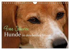 Graue Schnuten – Hunde in den besten Jahren (Wandkalender 2024 DIN A4 quer), CALVENDO Monatskalender von Grüttner,  Kerstin