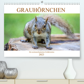 Grauhörnchen-Die nordamerikanischen Eichhörnchen (Premium, hochwertiger DIN A2 Wandkalender 2023, Kunstdruck in Hochglanz) von pixs:sell@fotolia, Stock,  pixs:sell@Adobe