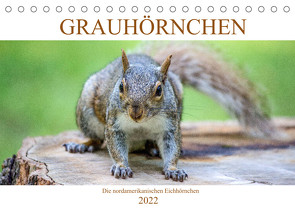 Grauhörnchen-Die nordamerikanischen Eichhörnchen (Tischkalender 2022 DIN A5 quer) von pixs:sell@fotolia, Stock,  pixs:sell@Adobe