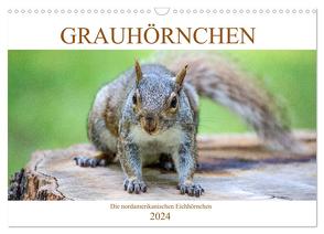 Grauhörnchen-Die nordamerikanischen Eichhörnchen (Wandkalender 2024 DIN A3 quer), CALVENDO Monatskalender von / pixs:sell@Adobe Stock,  pixs:sell@fotolia