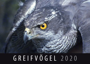 Greifvögel 2020 von Quelle & Meyer Verlag