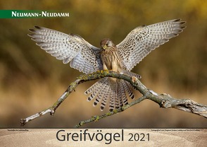 Greifvögel 2021