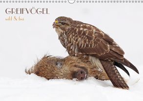 GREIFVÖGEL wild & frei (Wandkalender 2019 DIN A3 quer) von Brandmeier,  Wolfgang