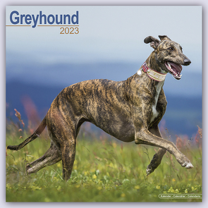 Greyhound – Großer Englischer Windhund 2023 – 16-Monatskalender