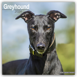 Greyhound – Großer Englischer Windhund 2024 – 16-Monatskalender