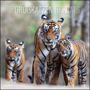 Großkatzen 2023 – Broschürenkalender 30×30 cm (30×60 geöffnet) – Kalender mit Platz für Notizen – Big Cats – Bildkalender – Wandplaner – Alpha Edition