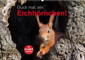 Guck mal, ein Eichhörnchen! (Wandkalender 2023 DIN A2 quer) von Brackhan,  Margret