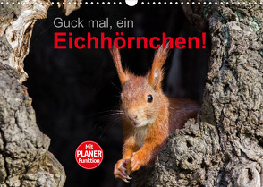 Guck mal, ein Eichhörnchen! (Wandkalender 2023 DIN A3 quer) von Brackhan,  Margret