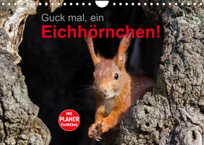 Guck mal, ein Eichhörnchen! (Wandkalender 2023 DIN A4 quer) von Brackhan,  Margret