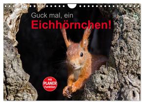 Guck mal, ein Eichhörnchen! (Wandkalender 2024 DIN A4 quer), CALVENDO Monatskalender von Brackhan,  Margret