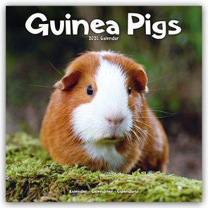 Guinea Pigs – Meerschweinchen 2024 – 16-Monatskalender