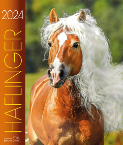 Haflinger 2024 von Boiselle,  Gabriele