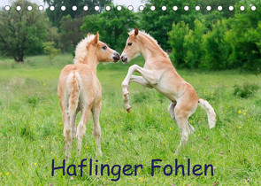 Haflinger Fohlen (Tischkalender 2022 DIN A5 quer) von Menden,  Katho