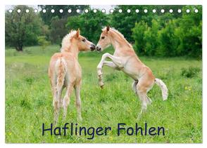 Haflinger Fohlen (Tischkalender 2024 DIN A5 quer), CALVENDO Monatskalender von Menden,  Katho