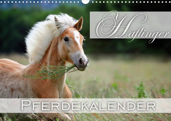 Haflinger / Geburtstagskalender (Wandkalender 2023 DIN A3 quer) von Noack,  Nicole