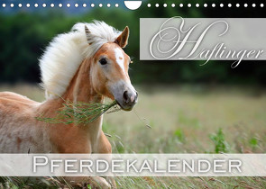 Haflinger / Geburtstagskalender (Wandkalender 2023 DIN A4 quer) von Noack,  Nicole