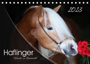 Haflinger-Pferde in Reinzucht (Tischkalender 2023 DIN A5 quer) von Natural-Golden.de