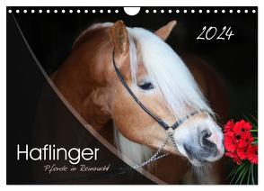 Haflinger-Pferde in Reinzucht (Wandkalender 2024 DIN A4 quer), CALVENDO Monatskalender von Natural-Golden.de,  Natural-Golden.de