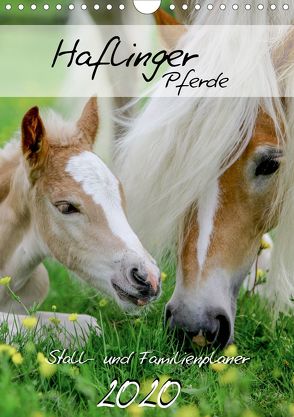 Haflinger Pferde – Stall- und Familienplaner 2020 (Wandkalender 2020 DIN A4 hoch) von Natural-Golden.de