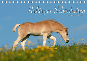 Haflinger Schönheiten (Tischkalender 2021 DIN A5 quer) von Dünisch - www.Ramona-Duenisch.de,  Ramona