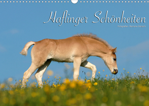 Haflinger Schönheiten (Wandkalender 2021 DIN A3 quer) von Dünisch - www.Ramona-Duenisch.de,  Ramona